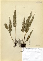 藏品(長生鐵角蕨)的圖片